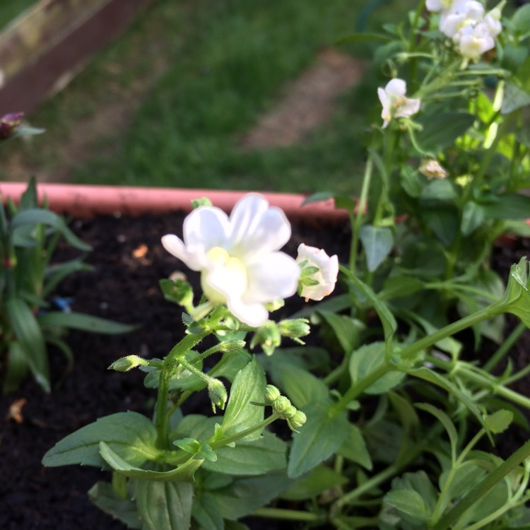 Plant image Diascia 'Juliet White'