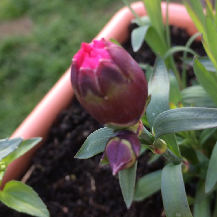 Plant image Dianthus caryophyllus 'Raspberry Ripple'