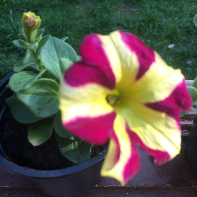 Plant image Petunia Axillaris