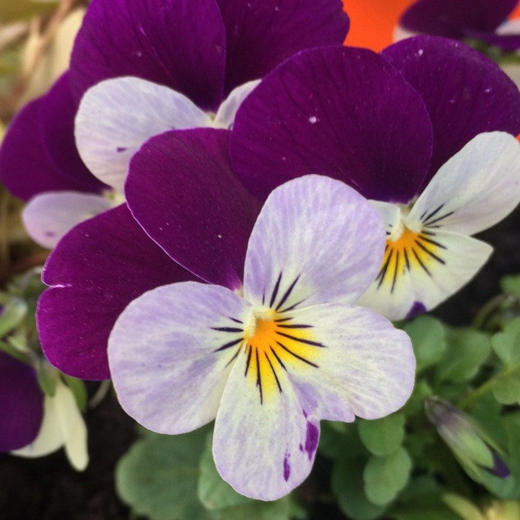 Plant image Viola x wittrockiana 'Matrix Morpheus'