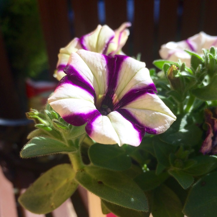 Plant image Petunia 'Frenzy Mix'