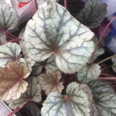 Heuchera 'Silver Scrolls'