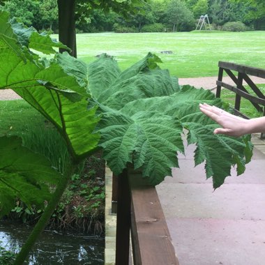 Gunnera manicata