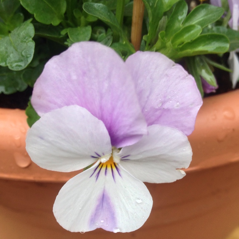 Plant image Viola 'Jooi'