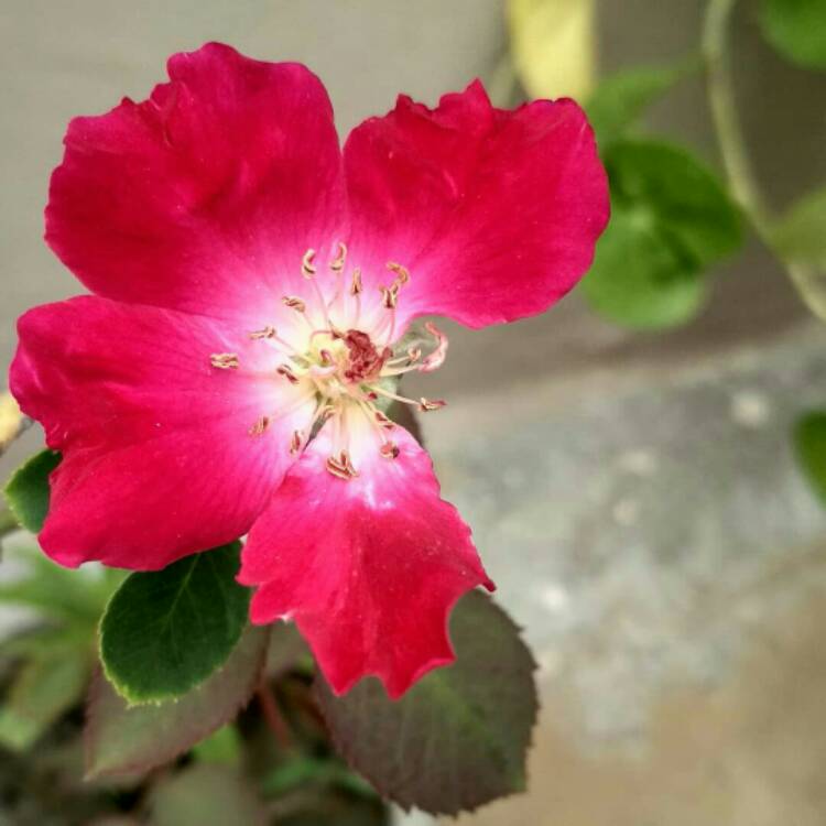 Plant image Rosa x odorata (Sanguinea Group) 'Bengal Crimson', Rosa 'Bengal Beauty', Rosa 'Sanguinea'