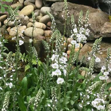 Veronica gentianoides 'Tissington White'