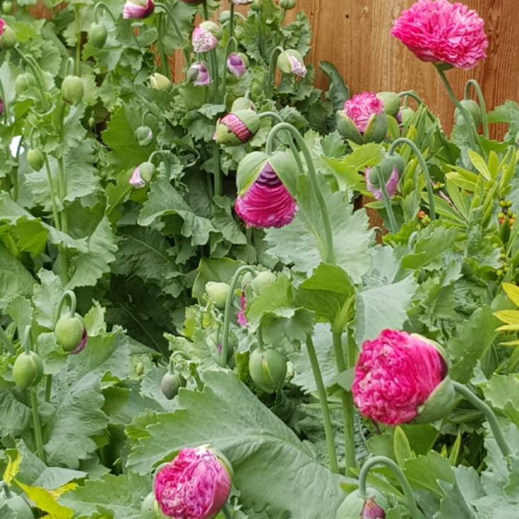 Plant image Papaver paeoniflorum 'Prom Puff'