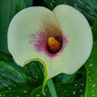 Calla Lily 'Odessa'