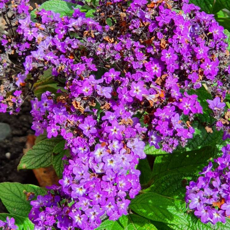 Plant image Heliotropium arborescens