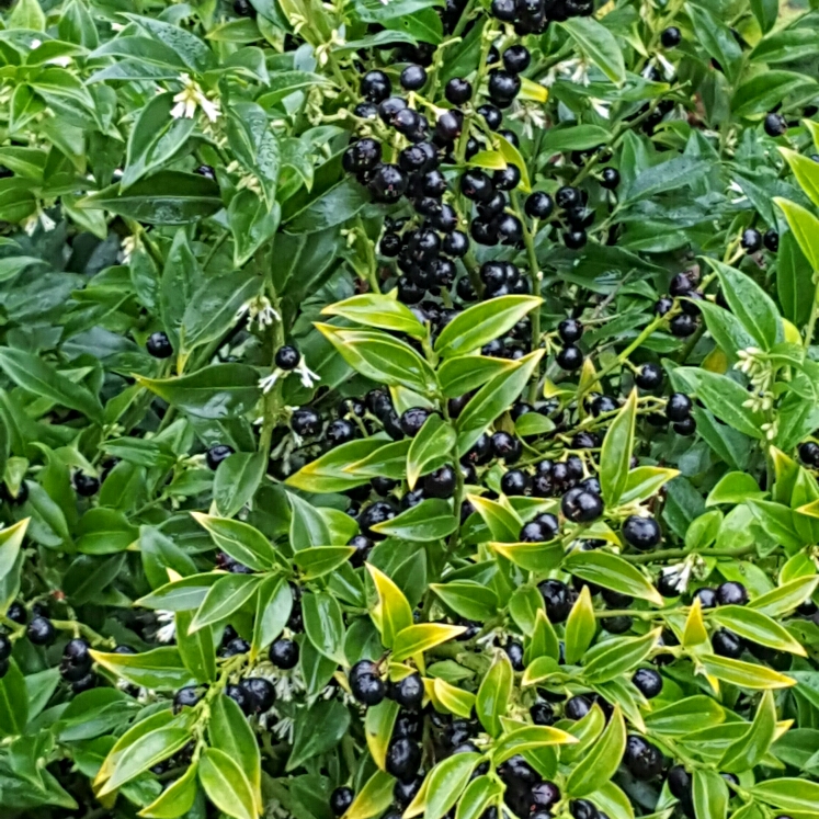 Plant image Sarcococca hookeriana var. humilis