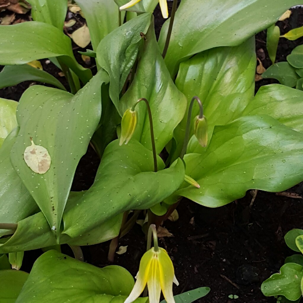 Plant image Erythronium tuolumnense