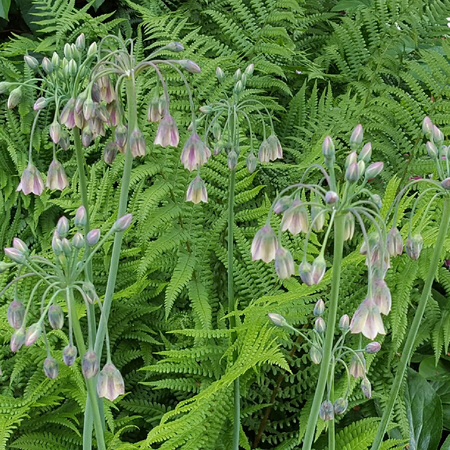 Allium siculum syn. Nectaroscordum siculum, Allium nectaracsardium, Allium bulgaricum