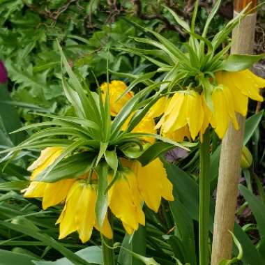 Fritillaria imperialis 'Maxima Lutea' syn. Fritillaria imperialis 'Lutea Maxima'