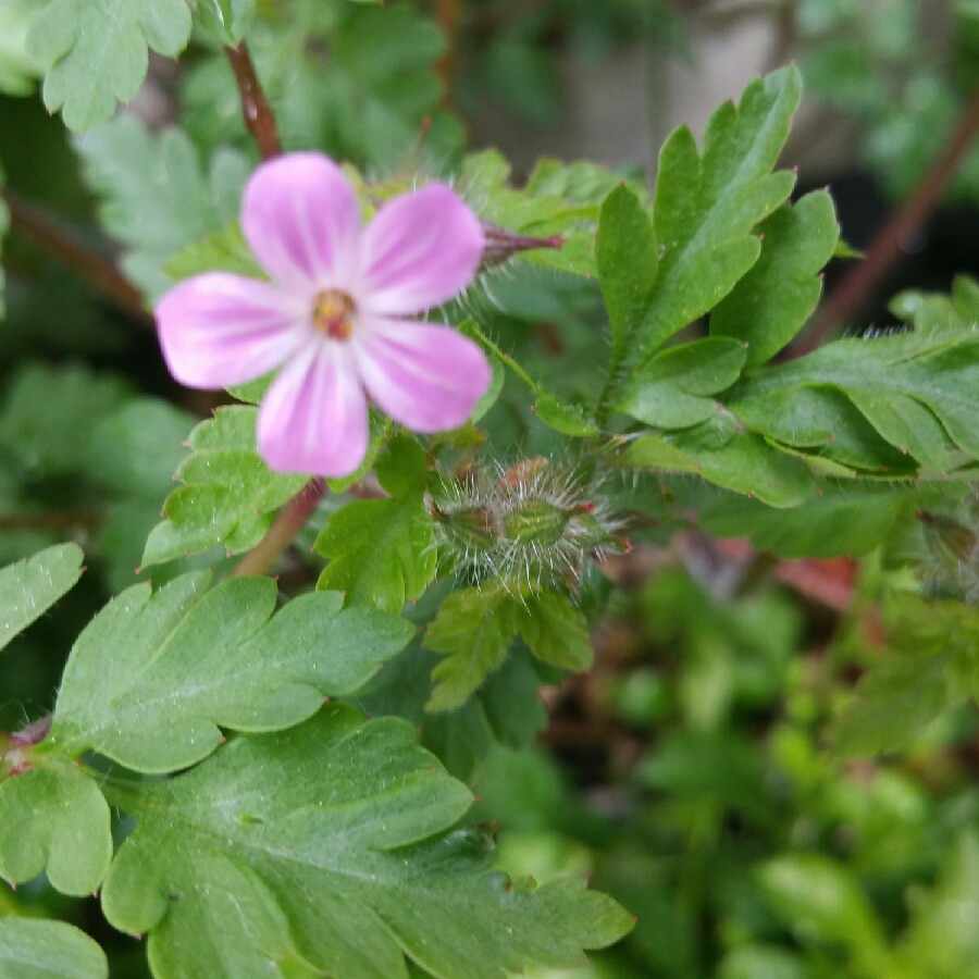 Dixie "the clueless gardener"'s garden