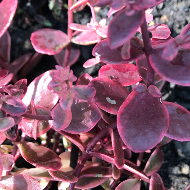 Plant image Crassula platyphylla 'Burgundy'