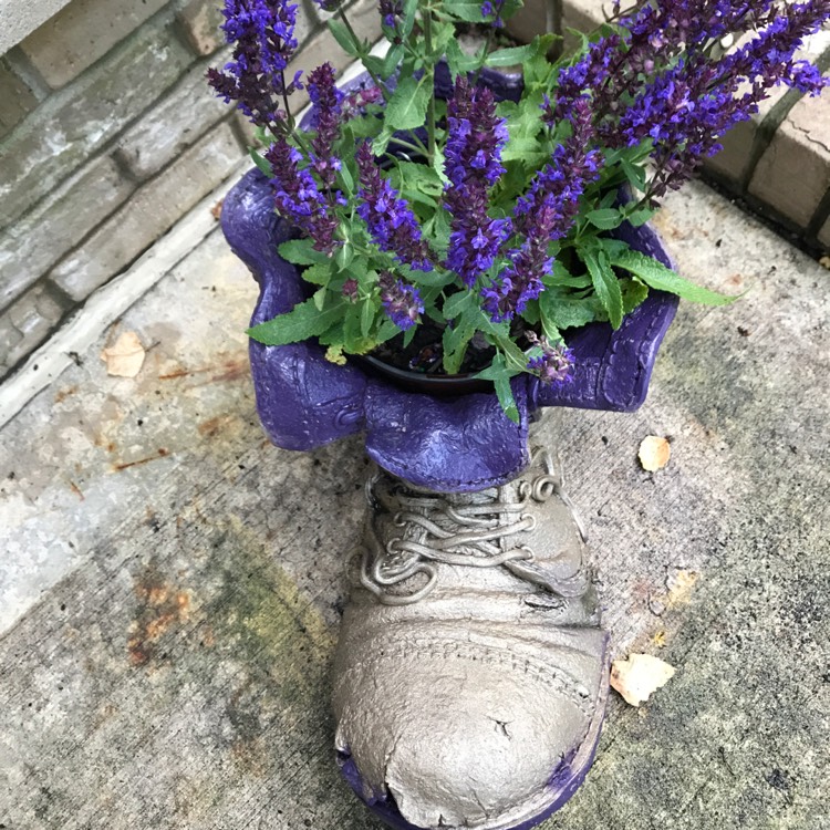 Plant image Salvia nemorosa 'New Dimension Blue'