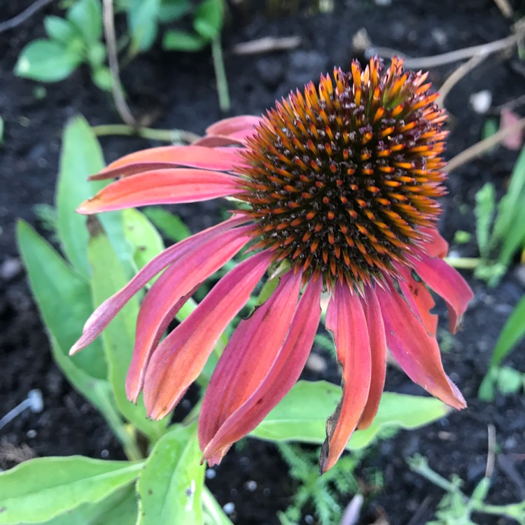 Plant image Echinacea purpurea 'Razzmatazz'