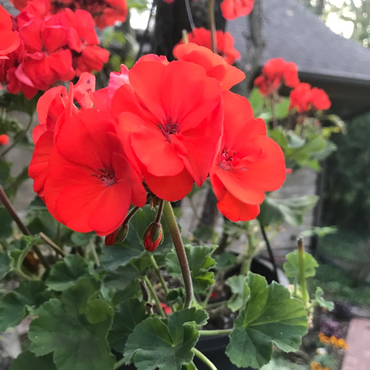 Plant image Pelargonium 'Balcon Red' (Decora Series) syn. Pelargonium 'Decora Imperial'