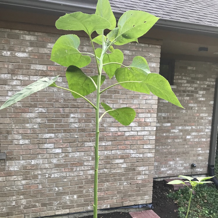 Plant image Helianthus annuus 'girasol'