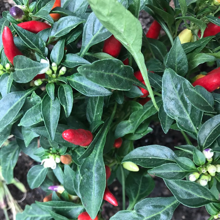 Plant image Capsicum annuum 'shu'