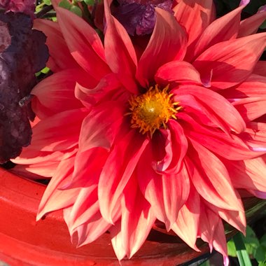 Dahlia 'All That Jazz'