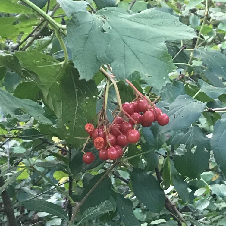 Plant image Viburnum opulus