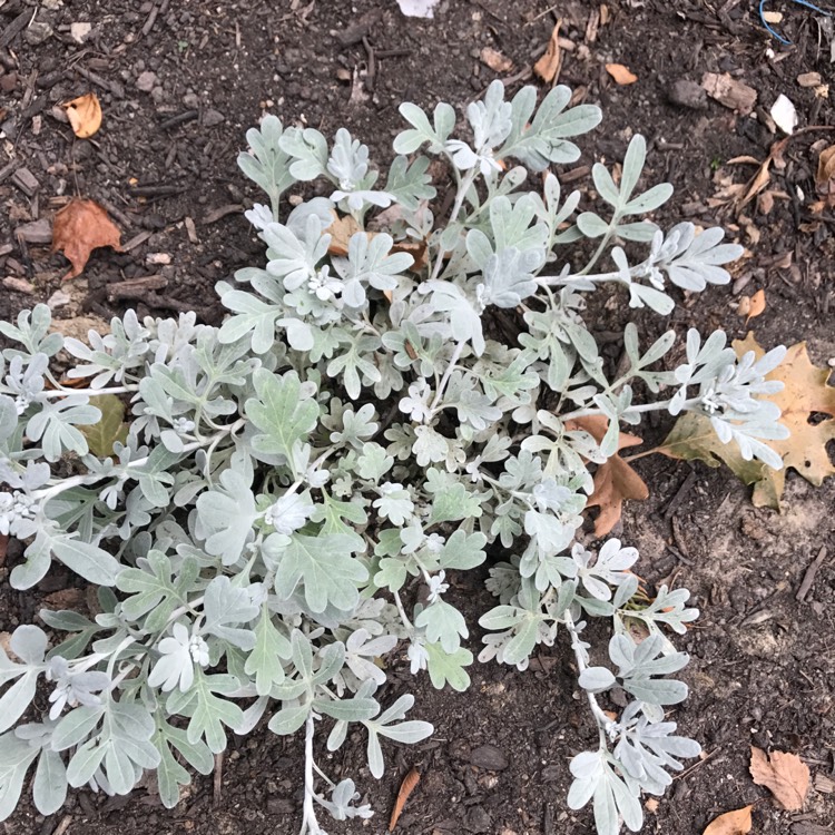 Plant image Artemisia stelleriana 'Silver Brocade'