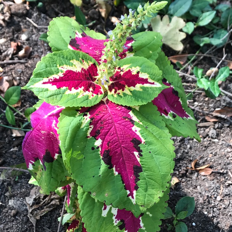 Plant image Plectranthus scutellarioides 'Scatter Splatter'