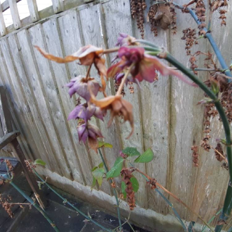 Plant image Leycesteria formosa 'Golden Lanterns'