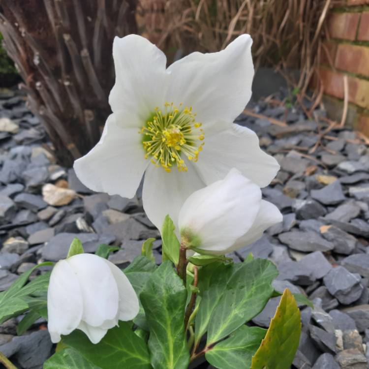 Plant image Helleborus x nigercors 'Emma'