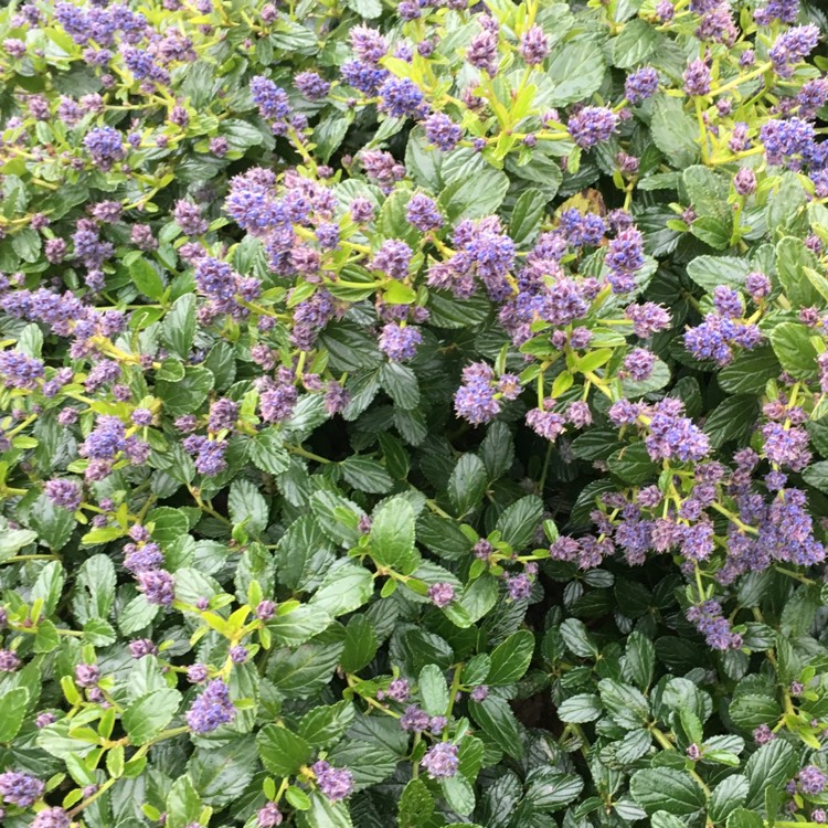 Plant image Ceanothus 'Dark Star'