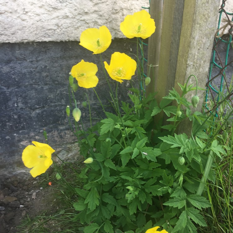 Plant image Eschscholzia californica 'XL Yellow'