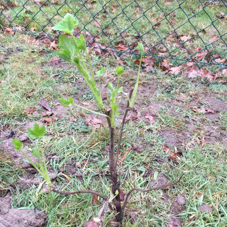 Plant image Ribes Rubrum 'Jonkheer Van Tets'