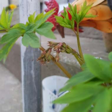 Dicentra Formosa