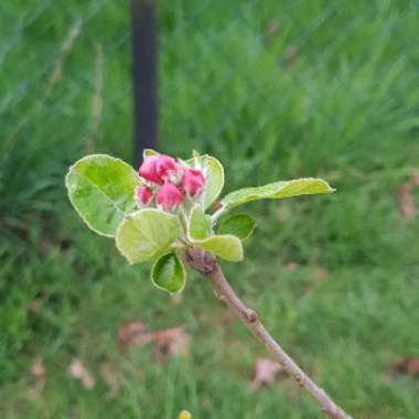 Malus domestica