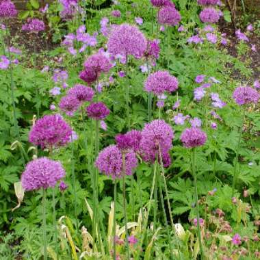 Allium hollandicum 'Purple Sensation' syn. Allium 'Purple Sensation', Allium aflatunense 'Purple Sensation'