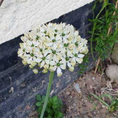 Allium hollandicum 'Purple Sensation' syn. Allium 'Purple Sensation', Allium aflatunense 'Purple Sensation'