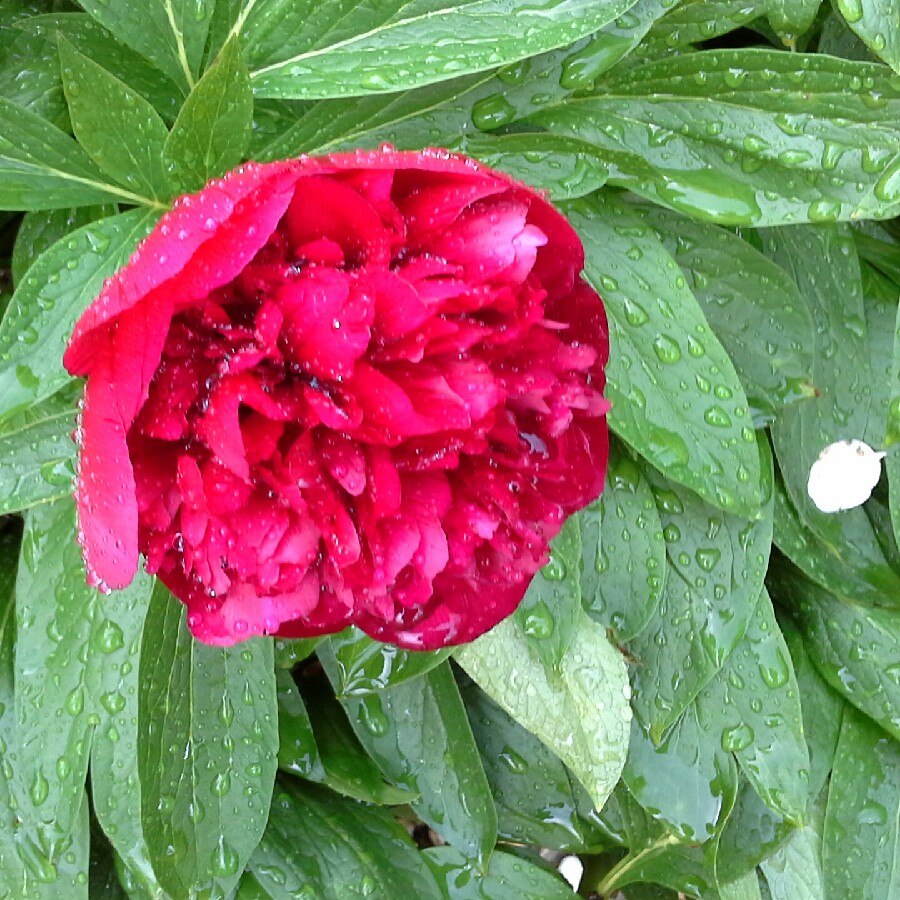 Peony 'Rubra Plena' (Herbaceous)