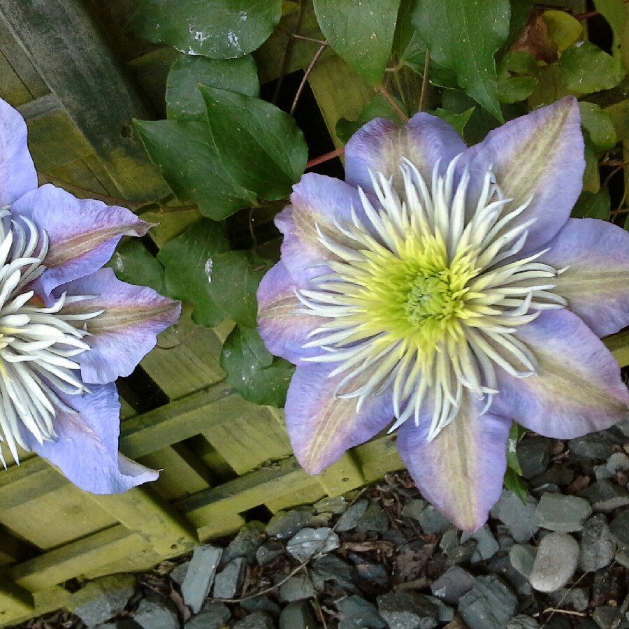 Clematis 'Jackmanii Superba'