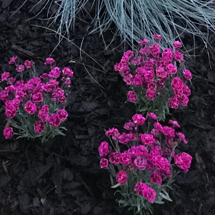 Plant image Dianthus caryophyllus 'Suncharm Scarlet'