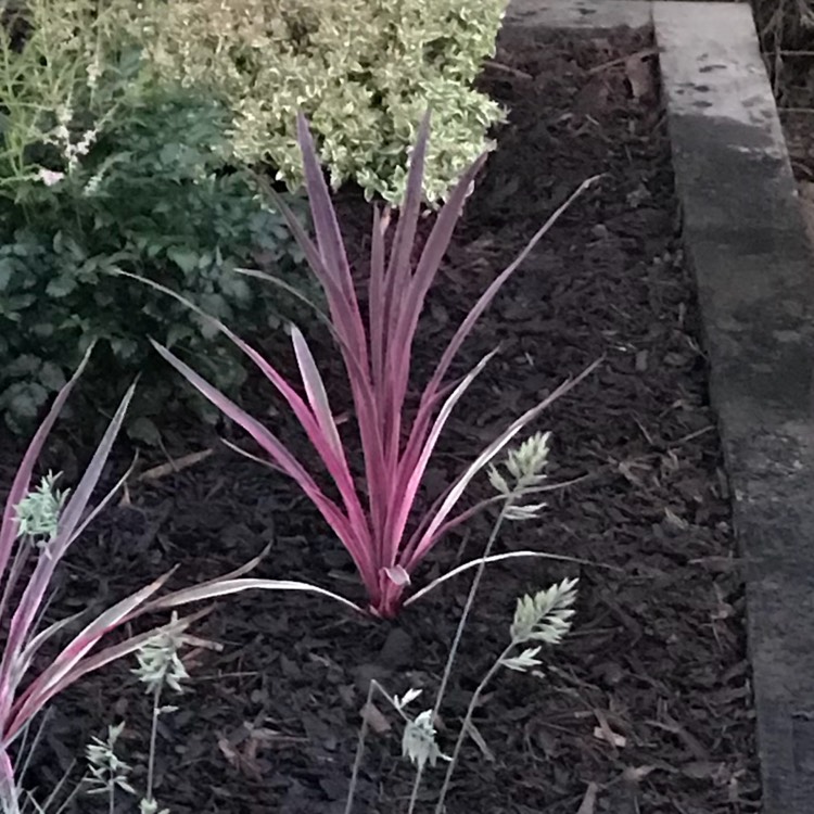 Plant image Cordyline australis 'Pink Passion'