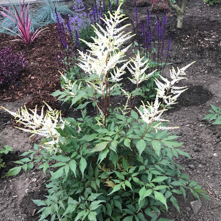 Plant image Astilbe simplicifolia 'Sprite'