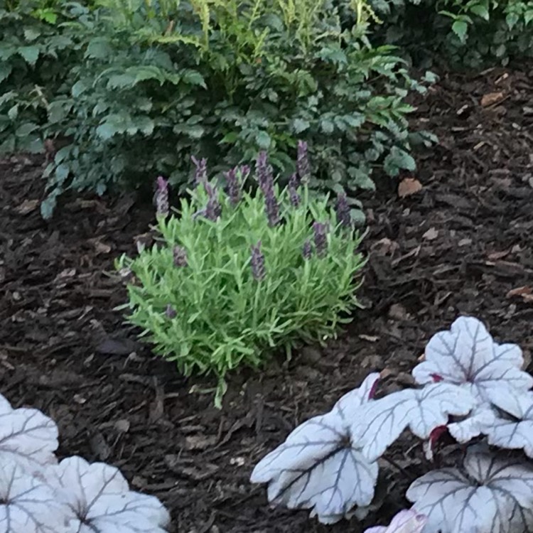 Plant image Lavandula stoechas 'Anouk' (Anouk Series)