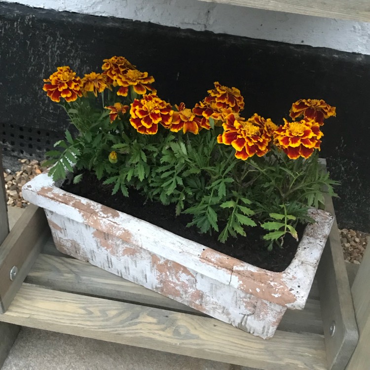 Plant image Tagetes patula 'French Bee'