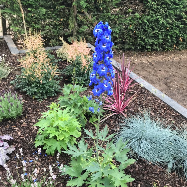 Plant image Delphinium 'Blue Bird' (Pacific Hybrid)