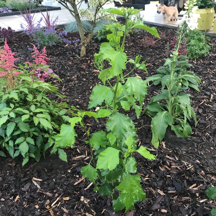 Plant image Hibiscus 'Walberton's Rose Moon'