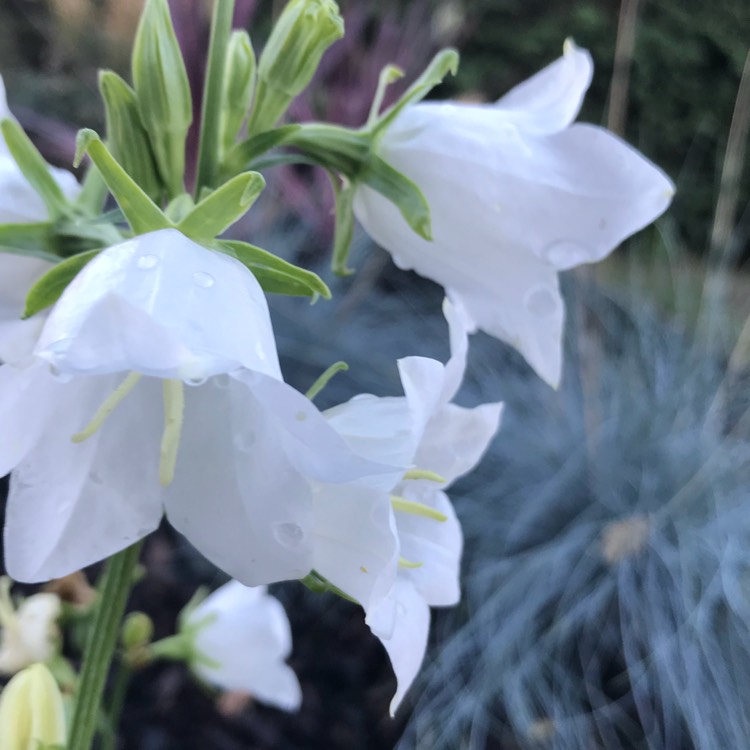 Plant image Campanula persicifolia 'Takion White' (Takion Series)