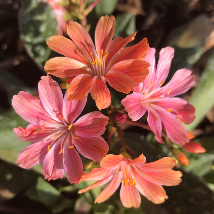 Plant image Lewisia Cotyledon 'Beckneri'