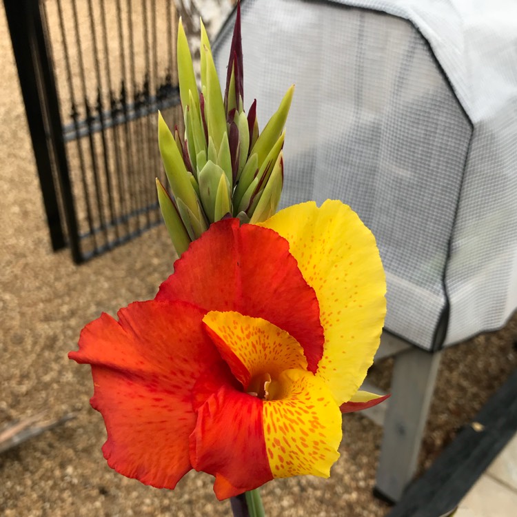 Plant image Canna 'Cannova Bronze Scarlet' (Cannova Series)