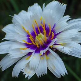 Plant image Catananche Caerulea Alba